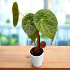Begonia phuthoensis – varietate botanica rara, cu frunzis catifelat si texturi spectaculoase
