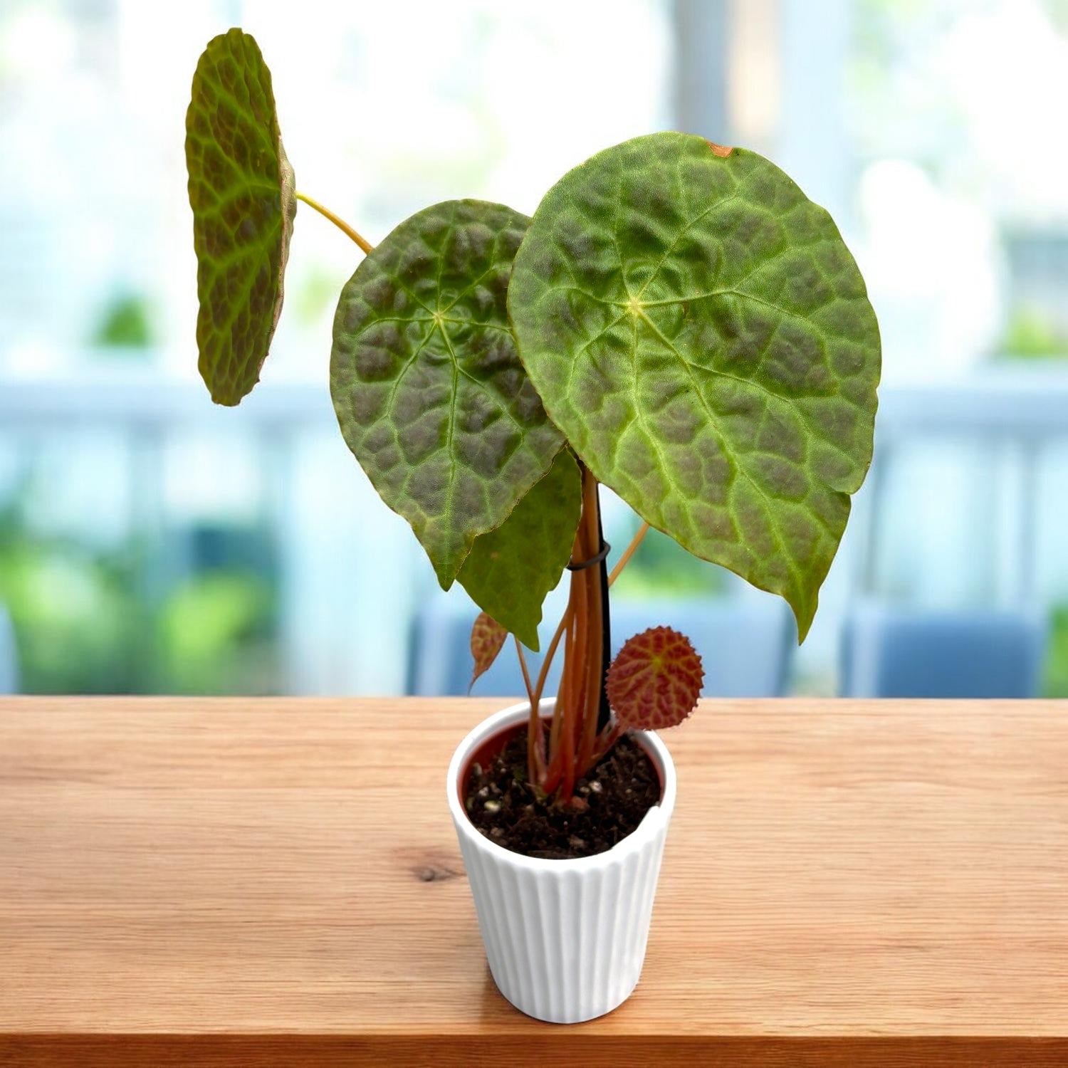 Begonia phuthoensis – varietate botanica rara, cu frunzis catifelat si texturi spectaculoase