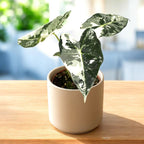 Alocasia micholitziana ‘Frydek Variegata’ – tyylikäs trooppinen smaragdinvihreänä ja valko-kermanvärisenä