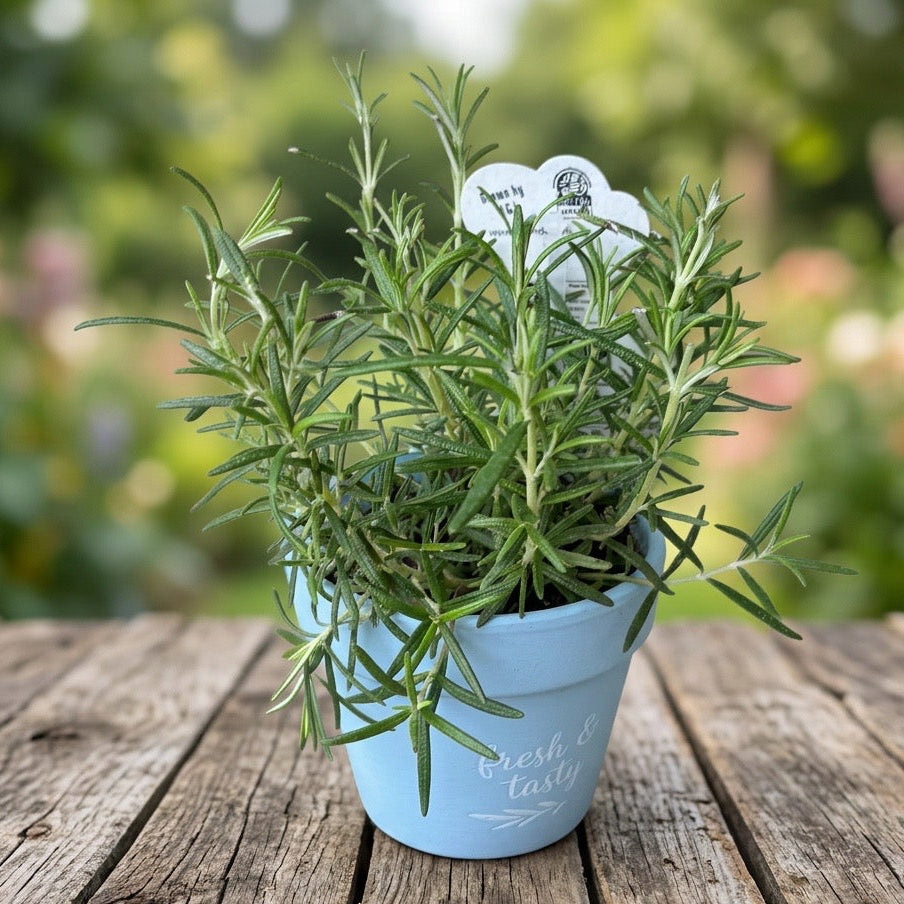 Ružmarin u saksiji - Rosmarinus officinalis