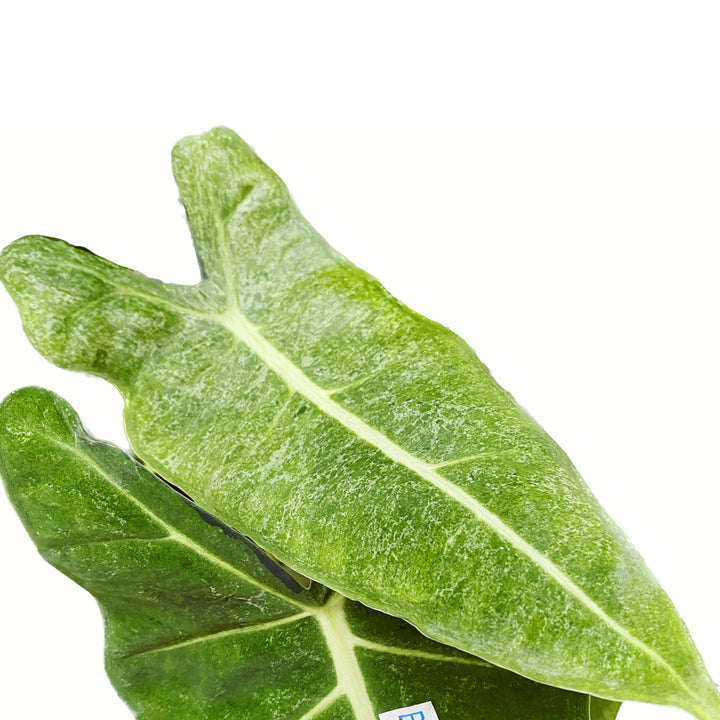 Alocasia micholitziana 'Frydek Variegata' (mint/mottled variegation)