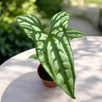 Cercestis mirabilis