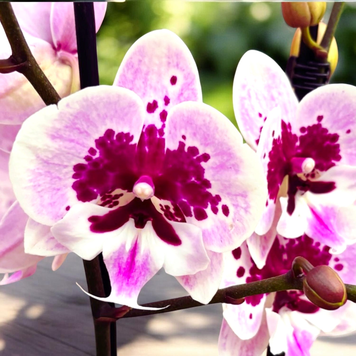 Phalaenopsis Aladdin (Lioulin Hot Lip) *big lip