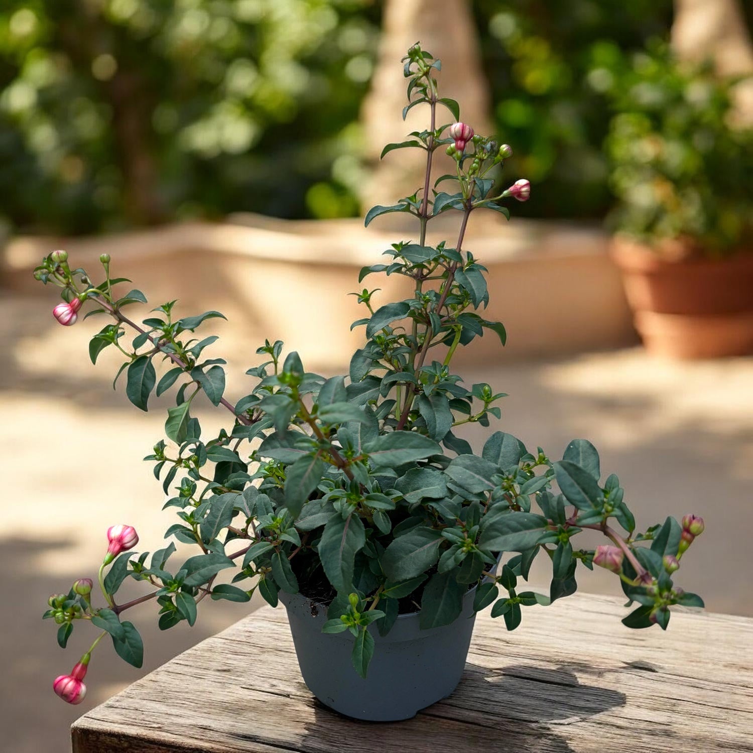 Fuchsia 'Heidi Ann' - cercelusi de gradina cu flori duble roz si lila-pal