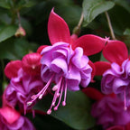 Fuchsia 'Heidi Ann' - cercelusi de gradina cu flori duble roz si lila-pal