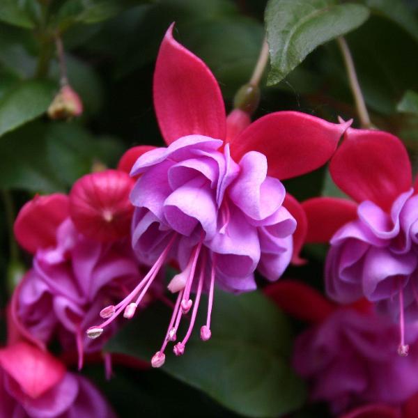 Fuchsia 'Heidi Ann' - cercelusi de gradina cu flori duble roz si lila-pal