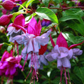 Fuchsia 'Heidi Ann' - cercelusi de gradina cu flori duble roz si lila-pal