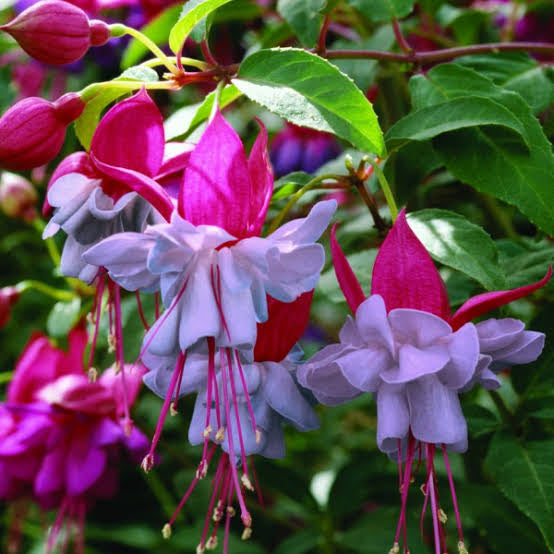 Fuchsia 'Heidi Ann' - cercelusi de gradina cu flori duble roz si lila-pal