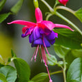 Fuchsia ‘Tom Thumb’ - cercelusi de gradina, cu flori roz-violet spectaculoase