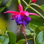 Fuchsia ‘Tom Thumb’ - cercelusi de gradina, cu flori roz-violet spectaculoase