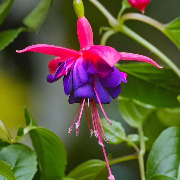 Fuchsia ‘Tom Thumb’ - cercelusi de gradina, cu flori roz-violet spectaculoase
