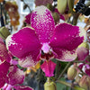 Phalaenopsis Anthura Rombley