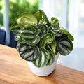 Peperomia argyreia ‘Star Fruit’ (watermelon)