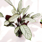 Calathea setosa ‘Silver Star’