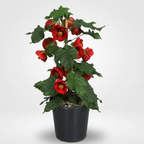 Abutilon 'Red' (Červený javorový kvet)