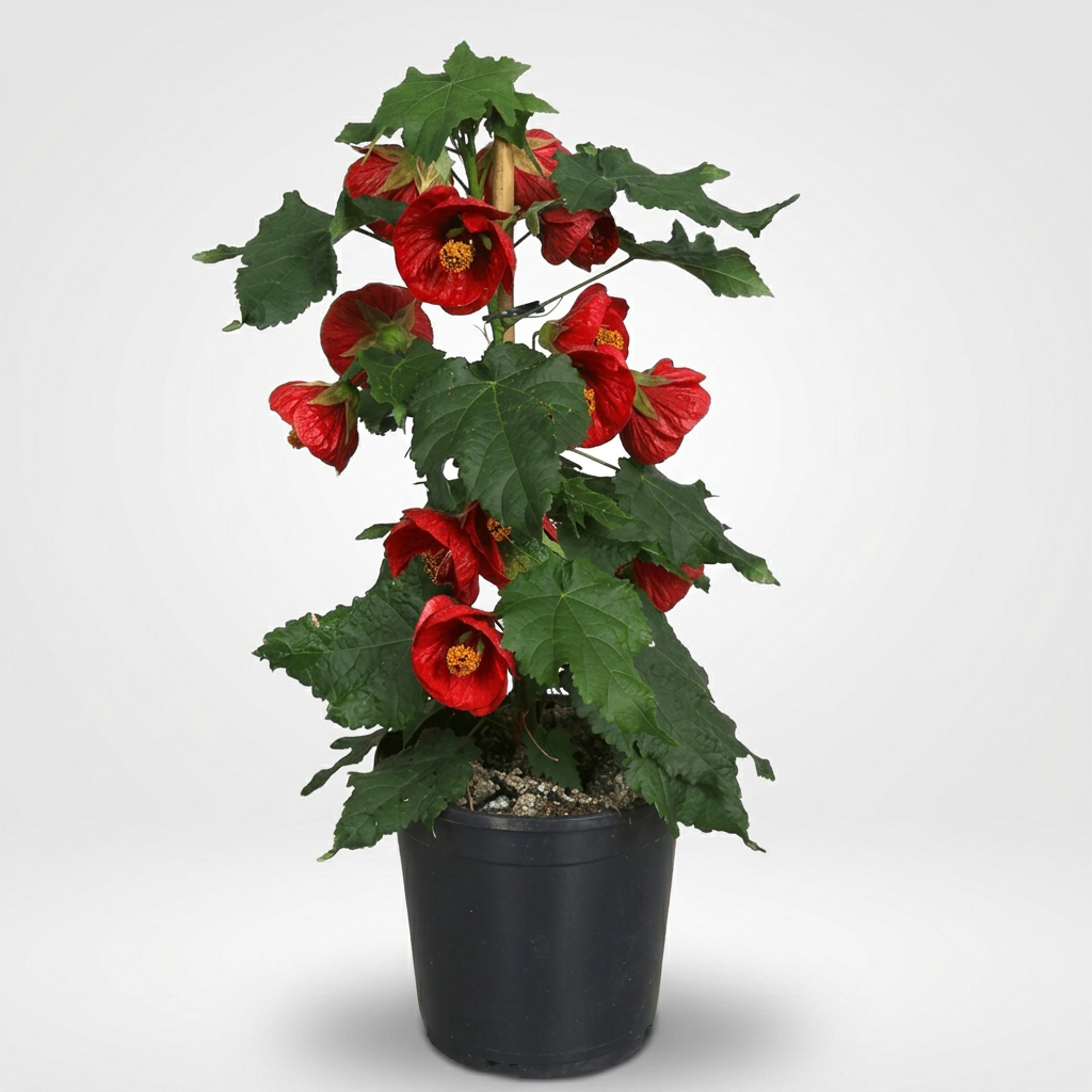Abutilon 'Red' (Crveni javorov cvijet)