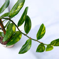 Rhaphidophora elliptica ‘Aurea’ - aroid rar cu frunzis elegant si variegatie aurie