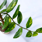 Rhaphidophora elliptica ‘Aurea’ - aroid rar cu frunzis elegant si variegatie aurie