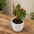 Begonia malachosticta