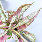 Syngonium ‘Pink Rolli’ - planta de colectie