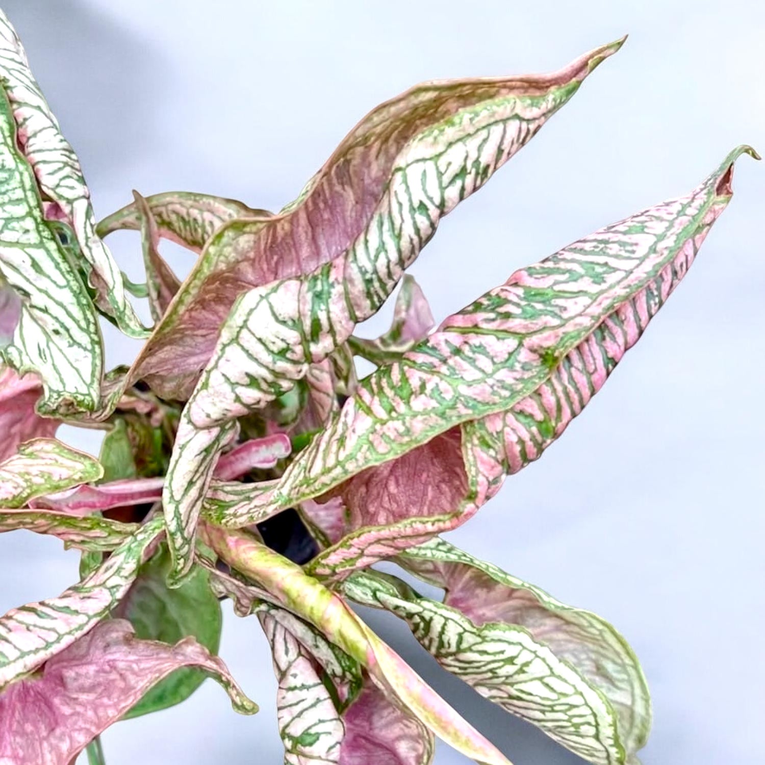 Syngonium ‘Pink Rolli’ - planta de colectie