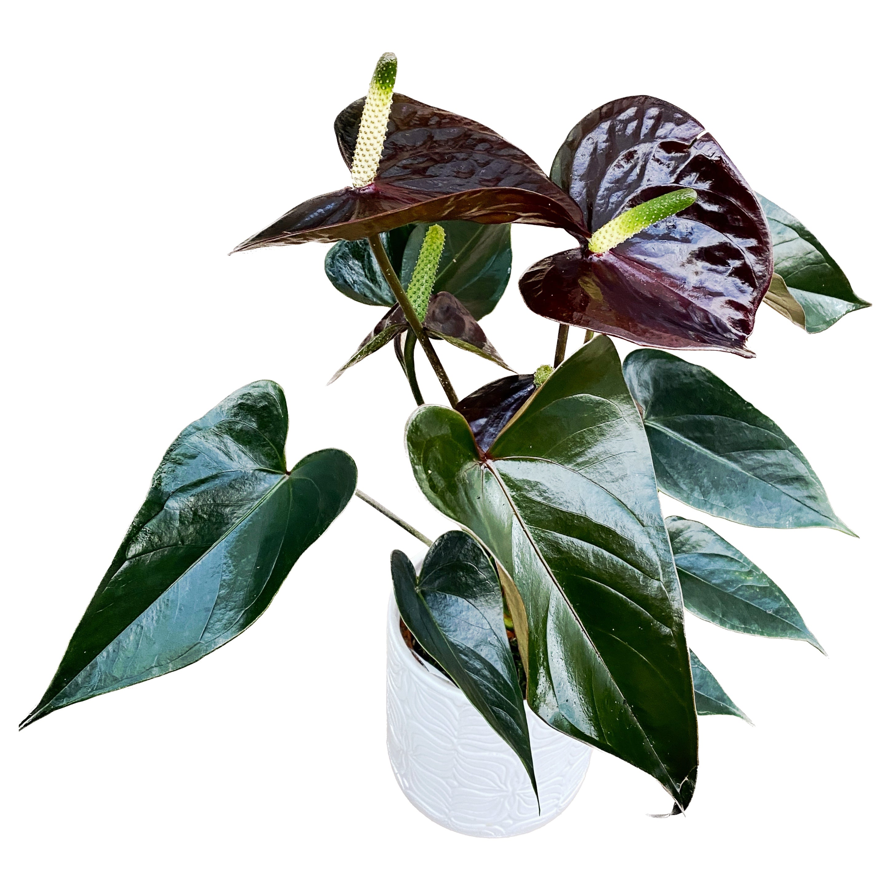Anthurium Black Love – Secret Garden Plant Shop