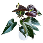 Anthurium Black Love