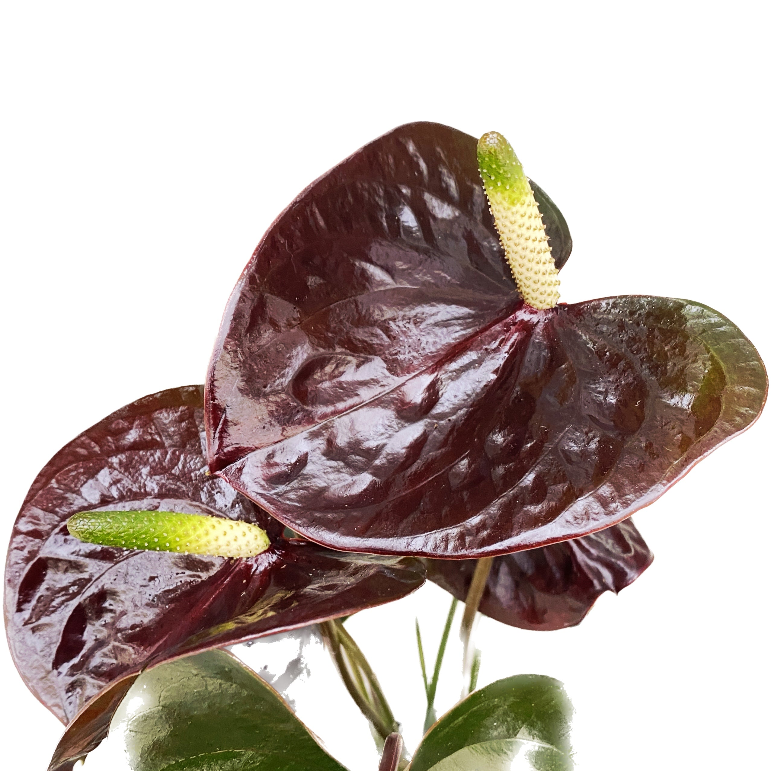 Anthurium Black Love – Secret Garden Plant Shop