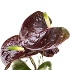 Anthurium Black Love