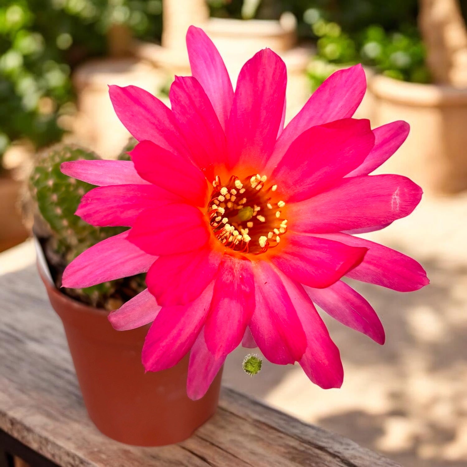 Hibrid Chamaecereus silvestrii 'Ubink Cerise'