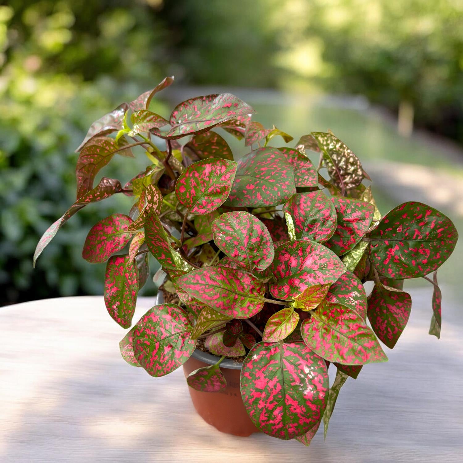 Hypoestes phyllostachya 'Confetti Compact Red' (planta cu pistrui)