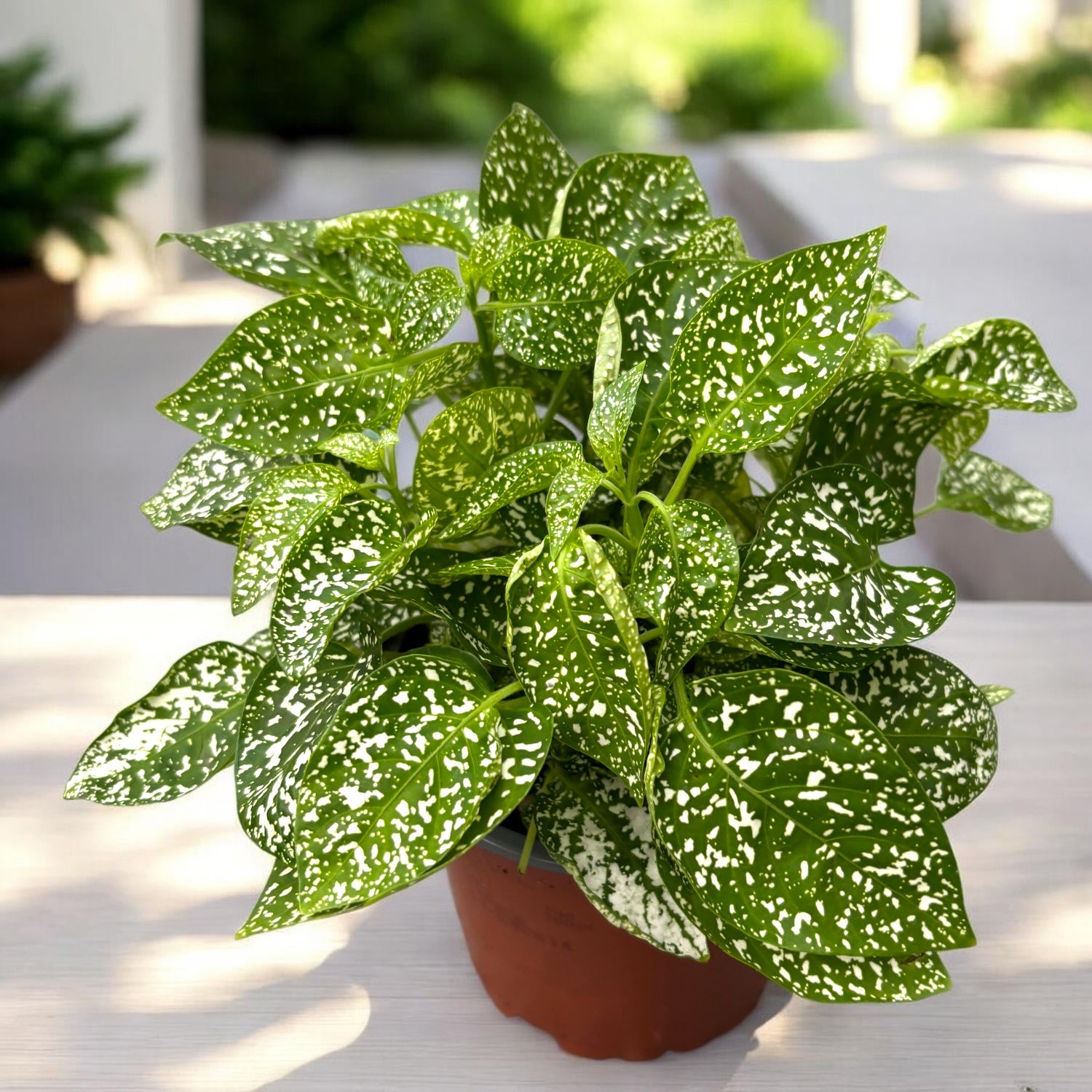 Hypoestes phyllostachya 'Confetti Compact White' (planta cu pistrui)