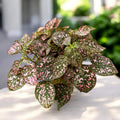 Hypoestes phyllostachya 'Confetti Compact Rose' (planta cu pistrui)