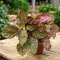 Hypoestes phyllostachya 'Confetti Compact Pink' (planta cu pistrui)