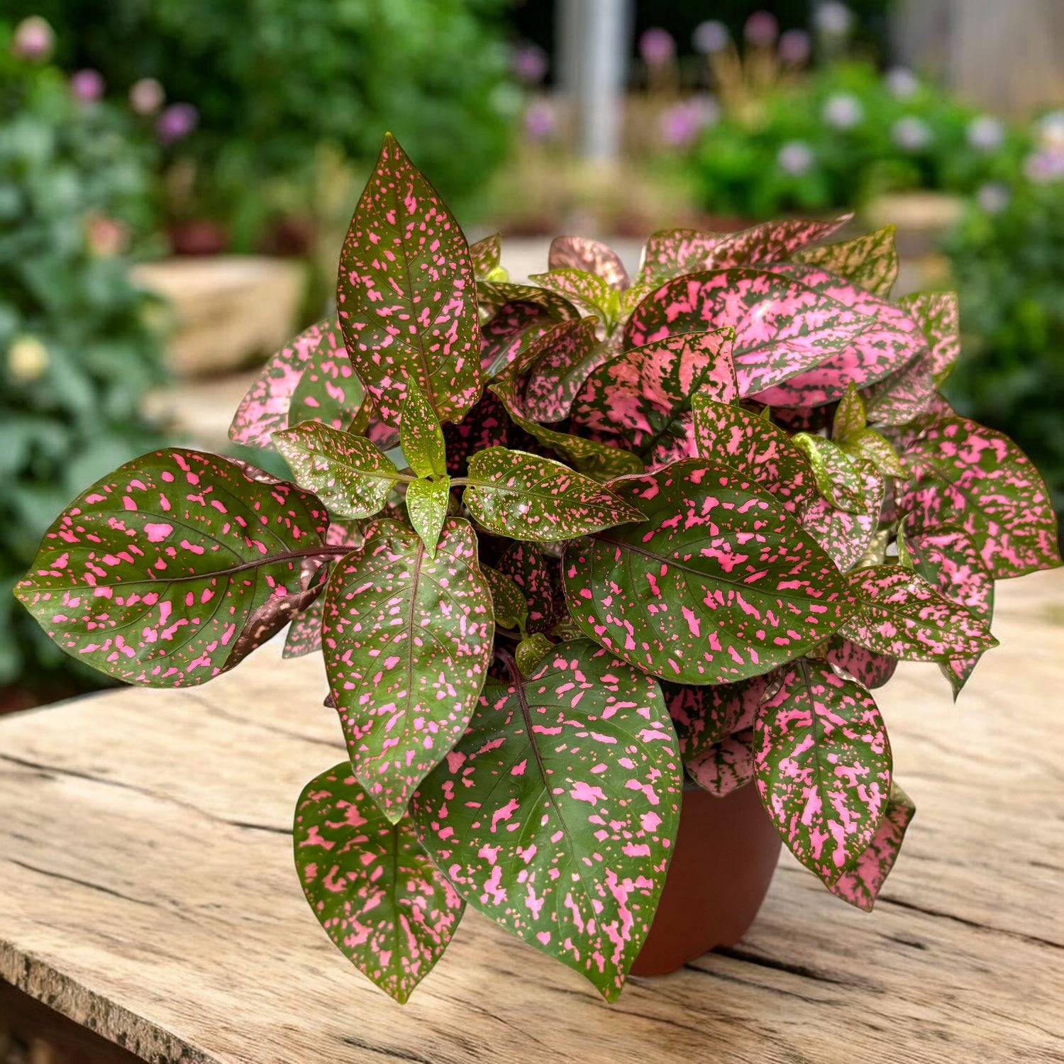 Hypoestes phyllostachya 'Confetti Compact Pink' (planta cu pistrui)