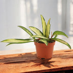 Hoya wayetii 'Variegata' D6 (2 plante/ghiveci)