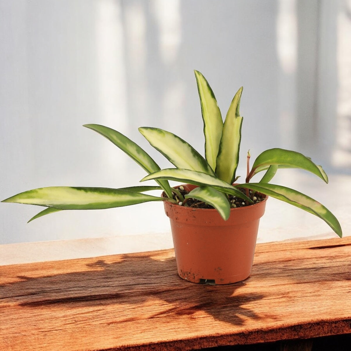 Hoya wayetii 'Variegata' D6 (2 plante/ghiveci)