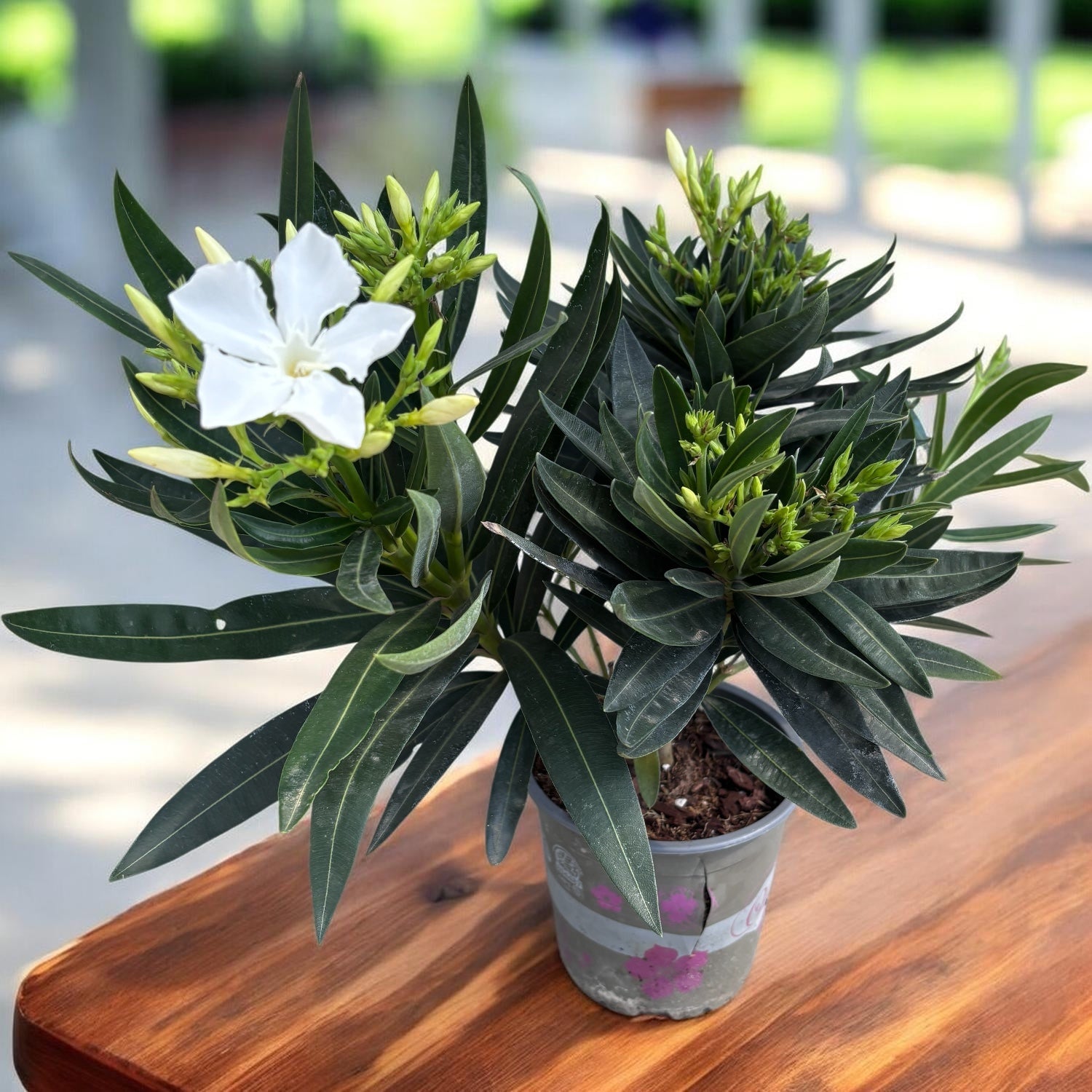 Nerium oleander ‘White’ - elegáns virágú fehér leander