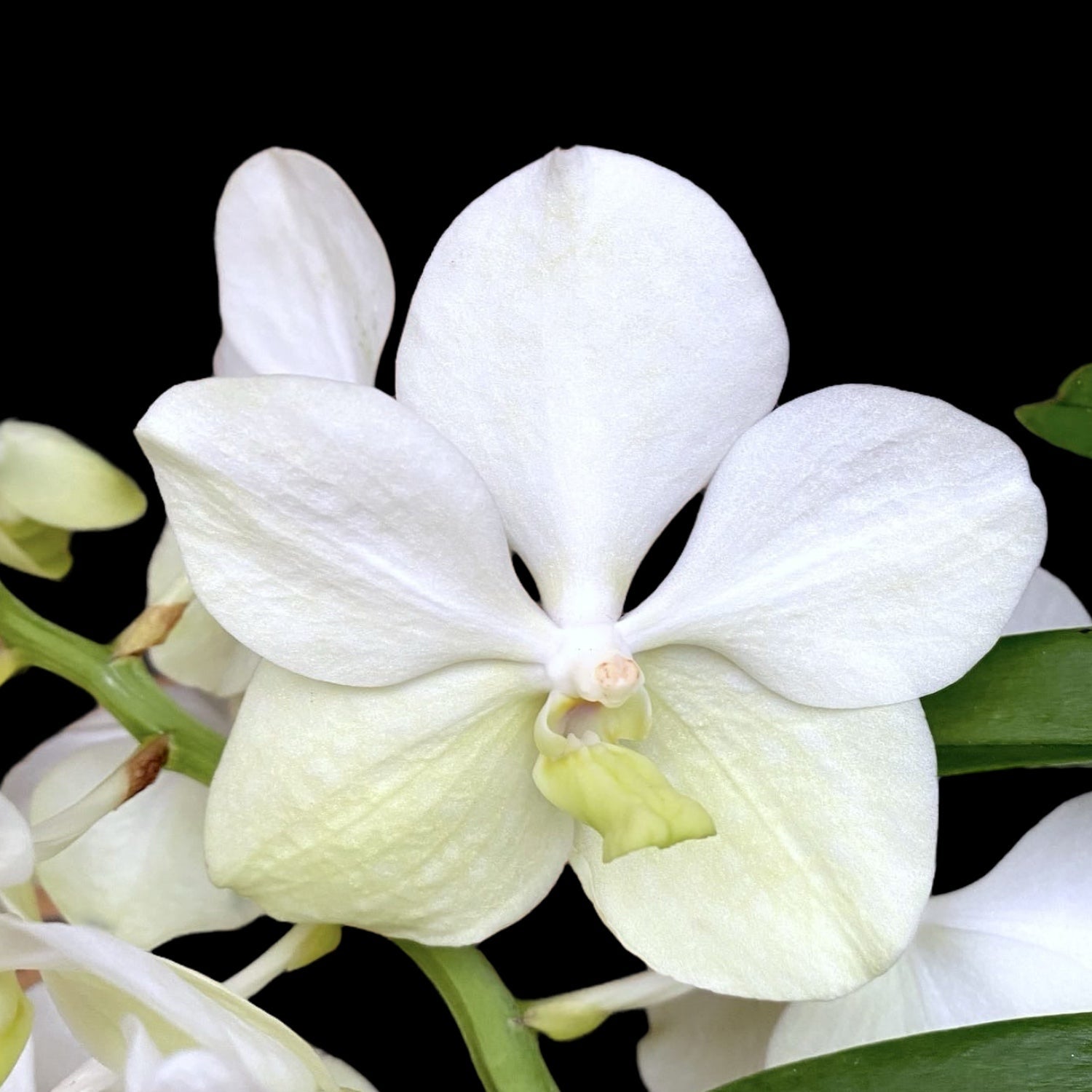 Vanda Tayanee White in a glass vase