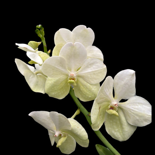 Vanda Tayanee Weiß (Ansu)