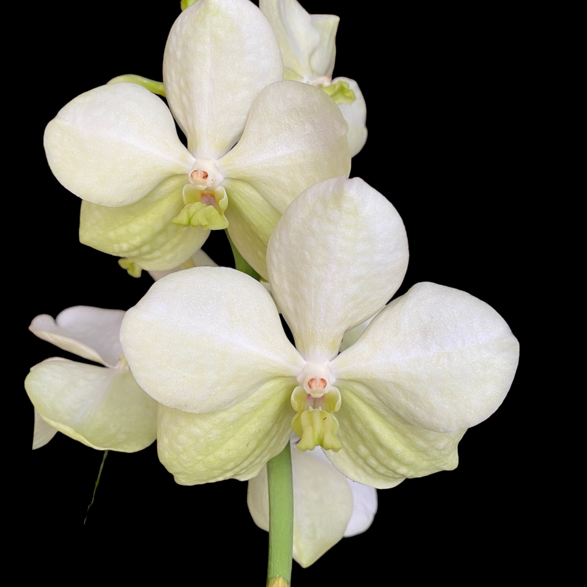 Vanda Tayanee White in a glass vase