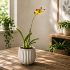 Oncidium varicosum var. insigne (Balduin Black)