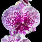 Phalaenopsis Body Language mit großer Lippe