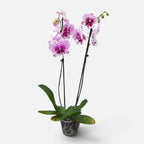 Phalaenopsis Body Language mit großer Lippe
