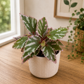 Begonia julau