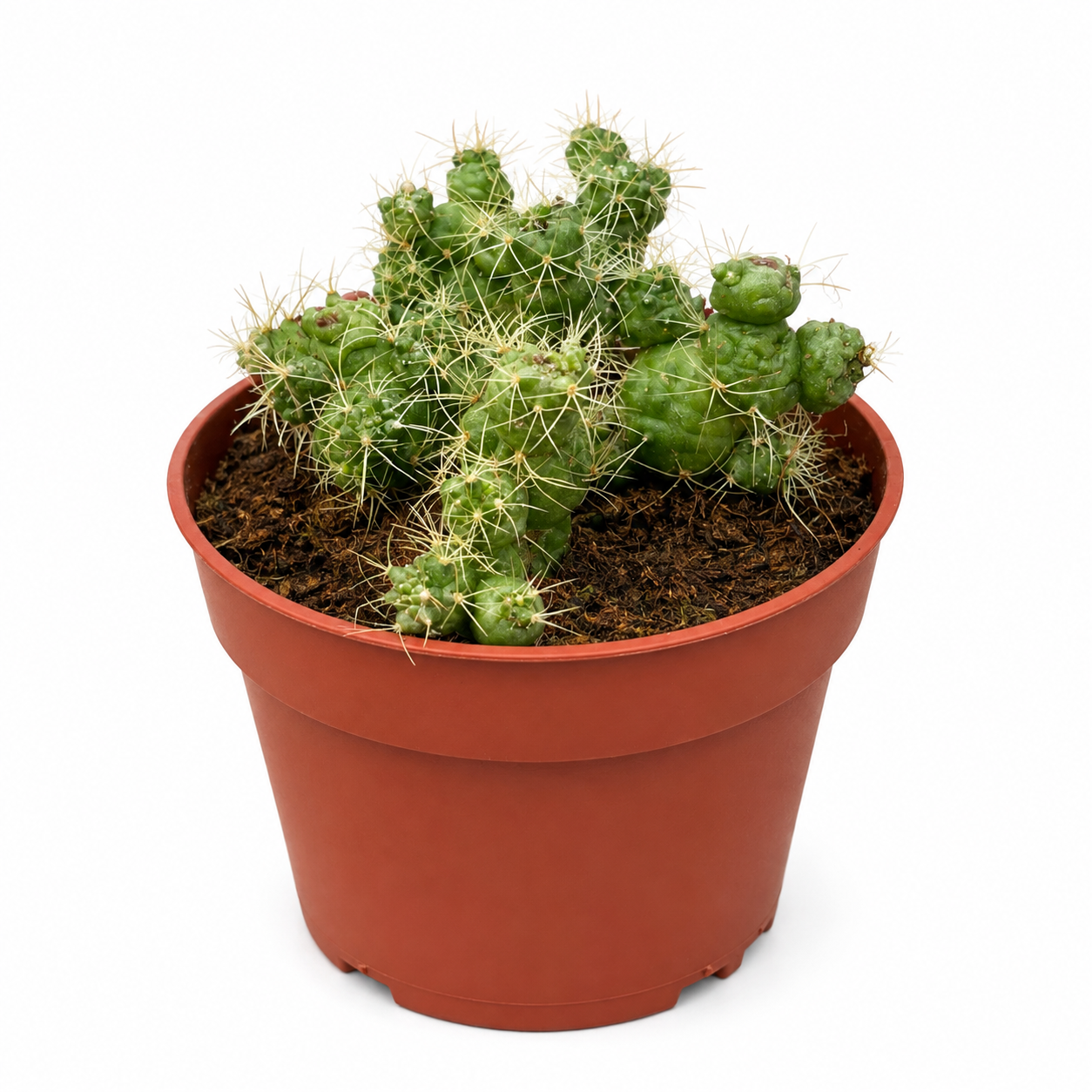 Mammillaria bocasana 'Fred' – monstrous cactus with irregular shapes