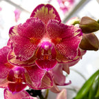 Phalaenopsis Pirate Picotee peloric - πεταλούδα