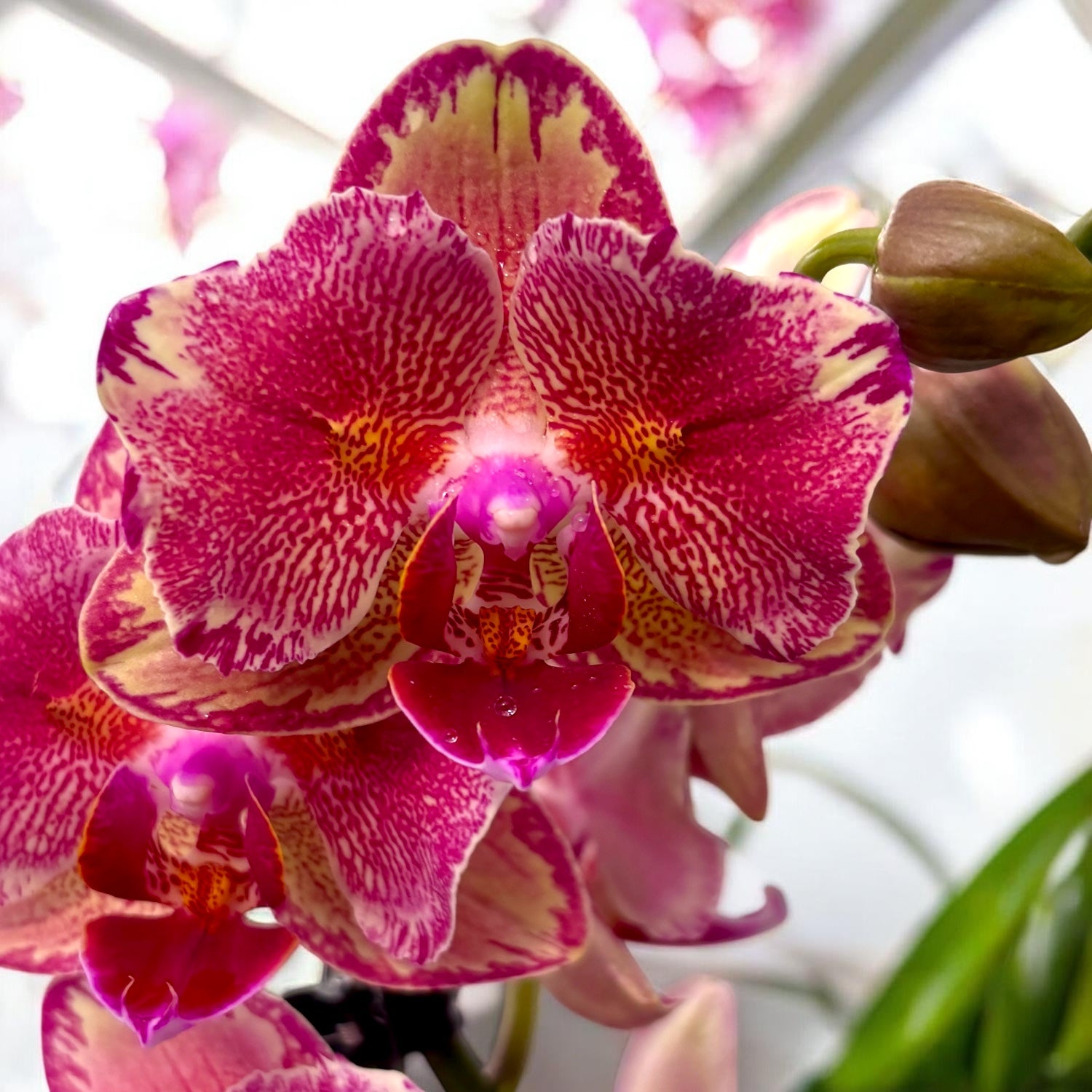 Phalaenopsis Pirate Picotee pelorique - papillon