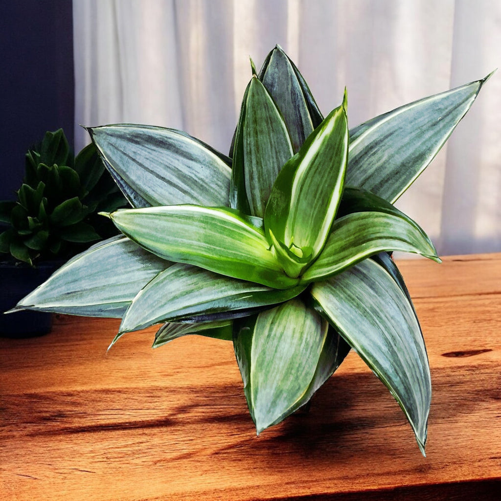 Sansevieria Hahnii 'Diamond' D9