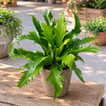 Asplenium nidus 'Dakila' - fern with wavy leaves